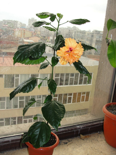 hibi el capitolio sport - B-hibiscus-planta intreaga-2012