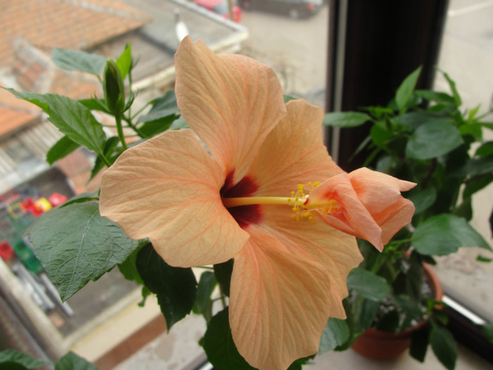 hibi cairo somon - B-hibiscus-2012 1