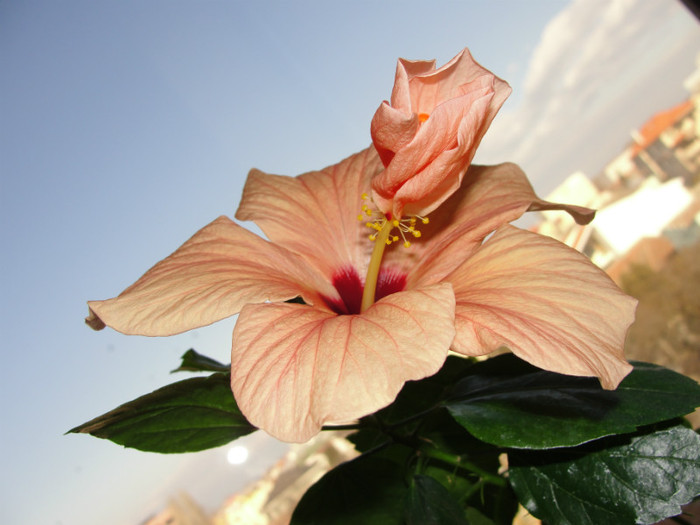  - B-hibiscus-2012 1