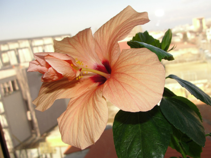  - B-hibiscus-2012 1