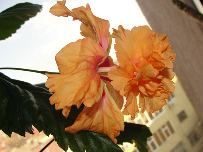 hibi el capitolio sport - B-hibiscus-2012 1