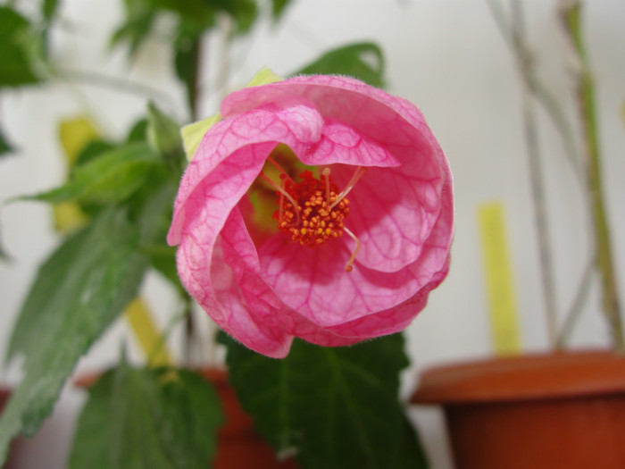 abuti cerise queen - B-abutiloni 2012
