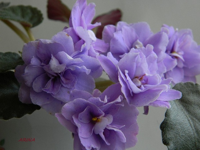 DSCN7141 - 0 Violete africane-saintpaulia martie 2012