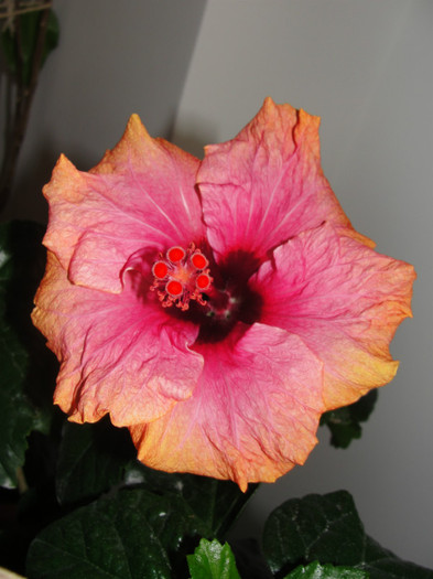 hibi erin rachel-14.02.12 - B-hibiscus de la Gommer 2012