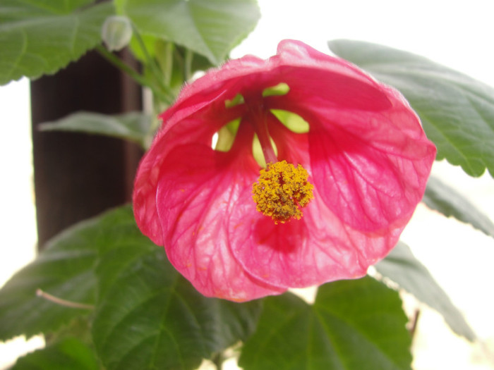 abuti pink lady - B-abutiloni 2012
