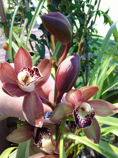  - Cimbidium6