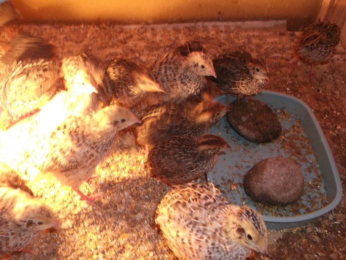 PREPELITE DE ZECE ZILE - FERMA HETREA CORNEL