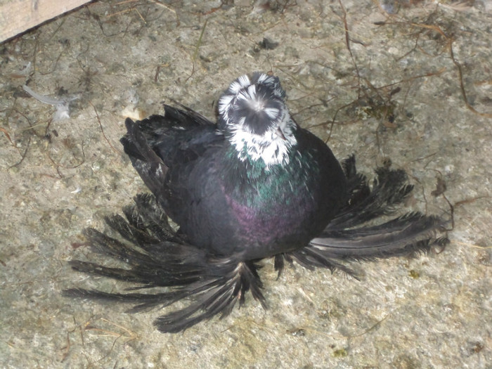 FEMELA BATRINA MATCA