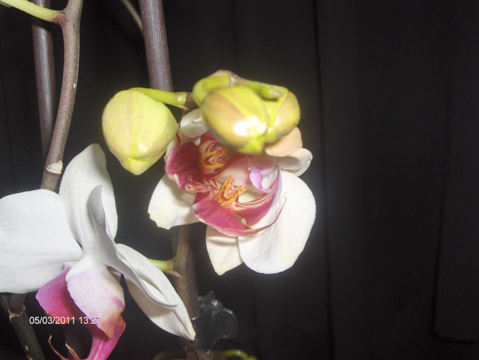 HPIM7711 - ORHIDEE  2010-  2011-si 2012