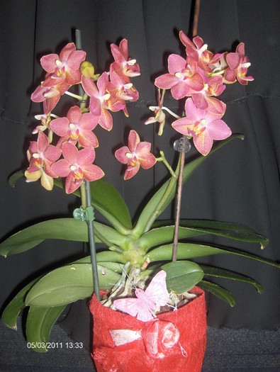 HPIM7712 - ORHIDEE  2010-  2011-si 2012