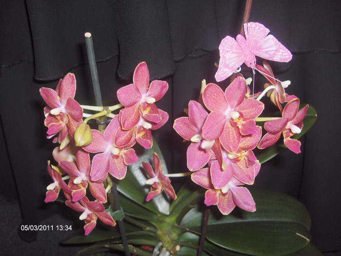 HPIM7713 - ORHIDEE  2010-  2011-si 2012