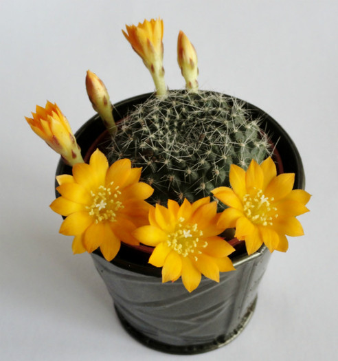 Rebutia - Cactusi 1