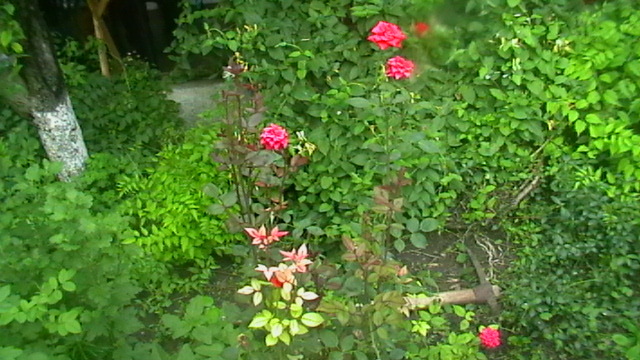 IMGA0255 - diverse- flori