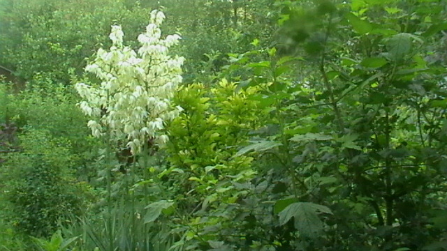 IMGA0266 - diverse- flori