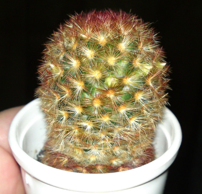 Mammillaria carmenae "rubrispina" cu boboci - Cactusi 1