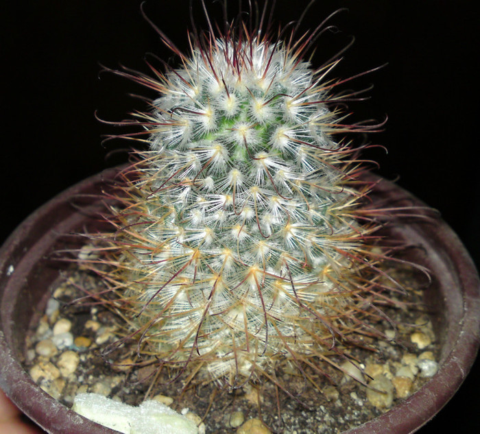 Mammillaria bombycina - Cactusi 1