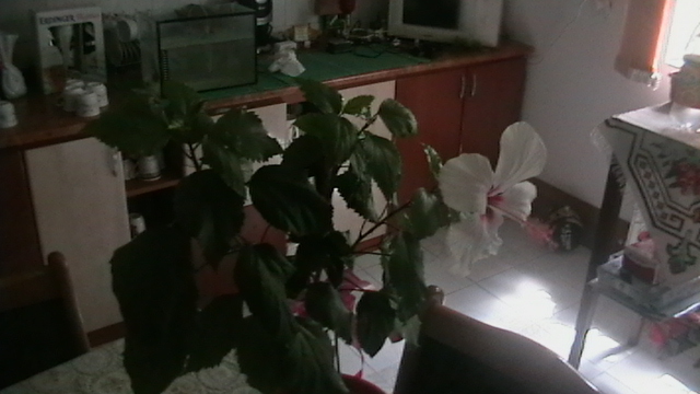 IMGA0307