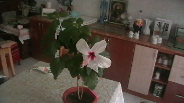 IMGA0308