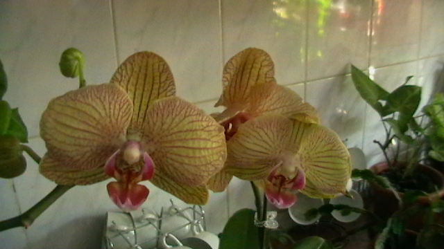 IMGA0574