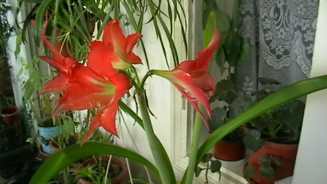 IMGA0576