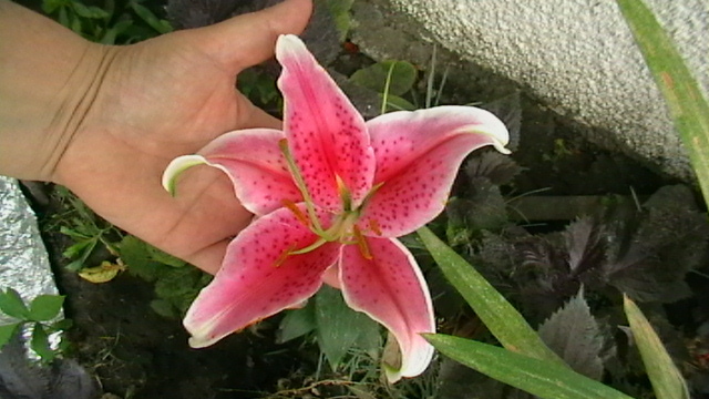 IMGA0378