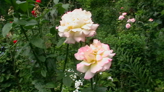 IMGA0379