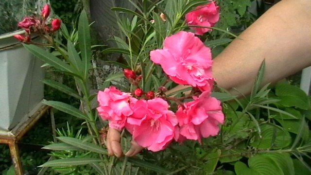 IMGA0380