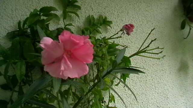 IMGA0382
