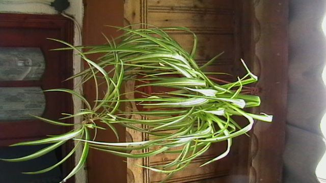 IMGA0383