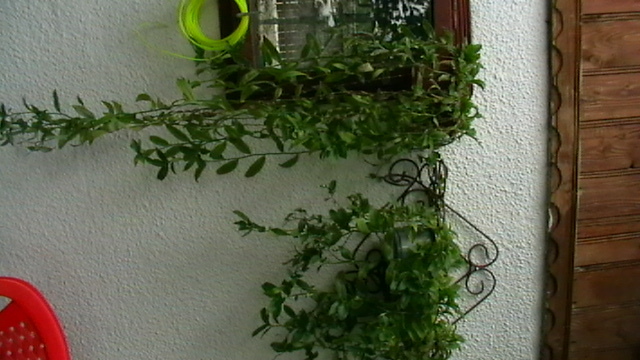 IMGA0385