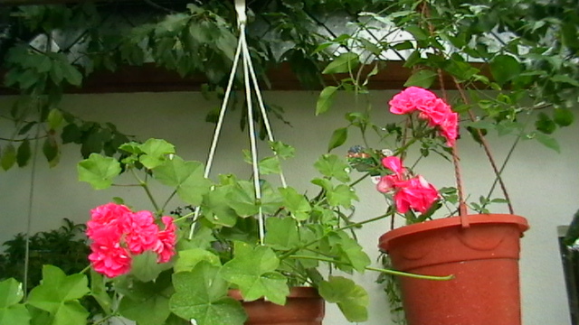 IMGA0388