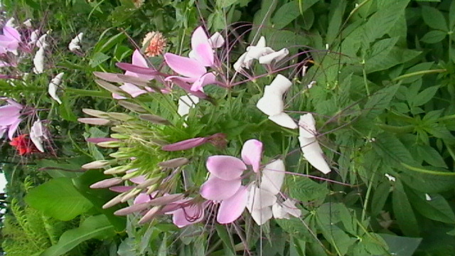 IMGA0390