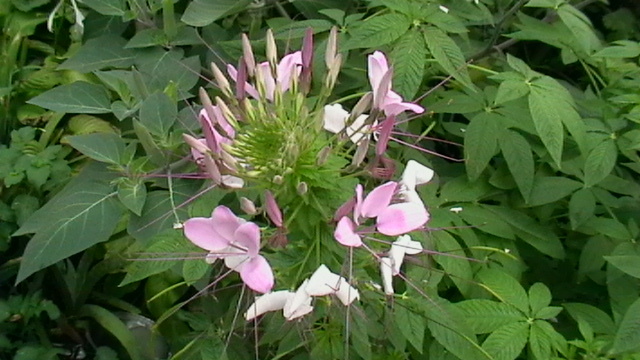 IMGA0391