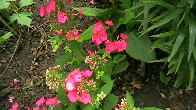 IMGA0393