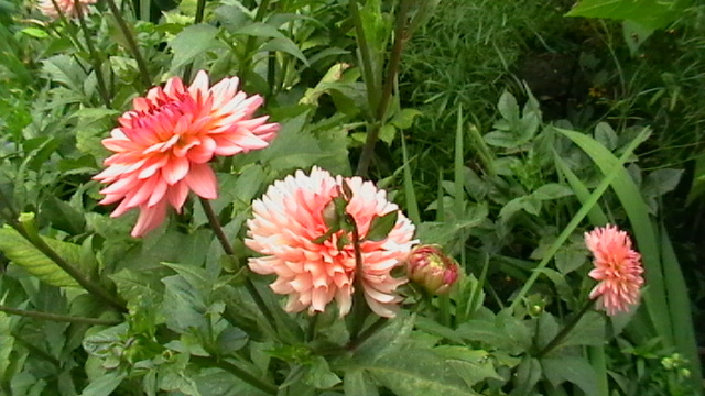 IMGA0394