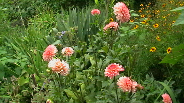 IMGA0395