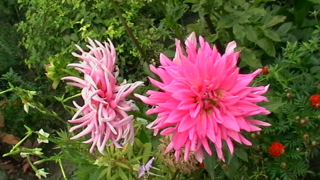 IMGA0396