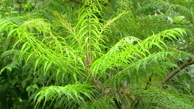 IMGA0403