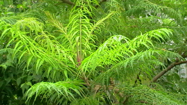 IMGA0404