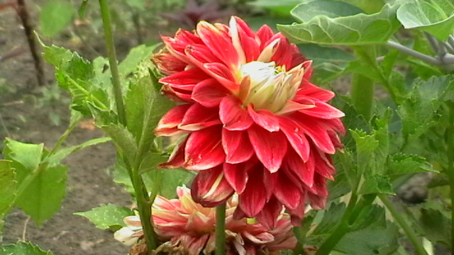 IMGA0410