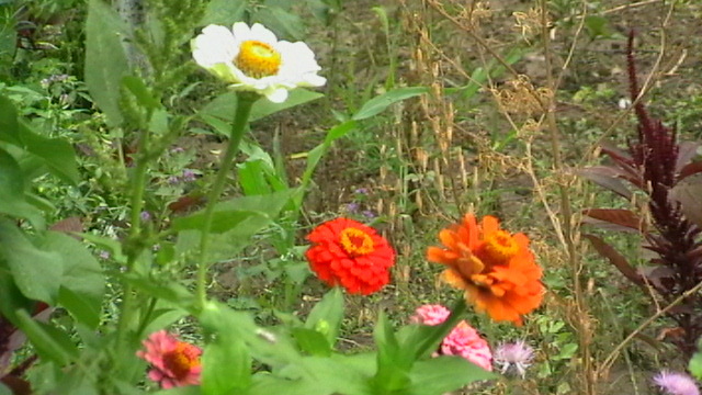 IMGA0412