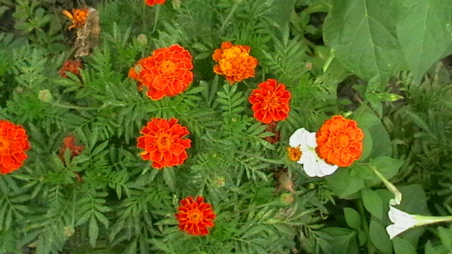 IMGA0413