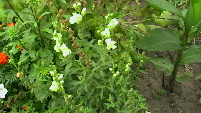 IMGA0414