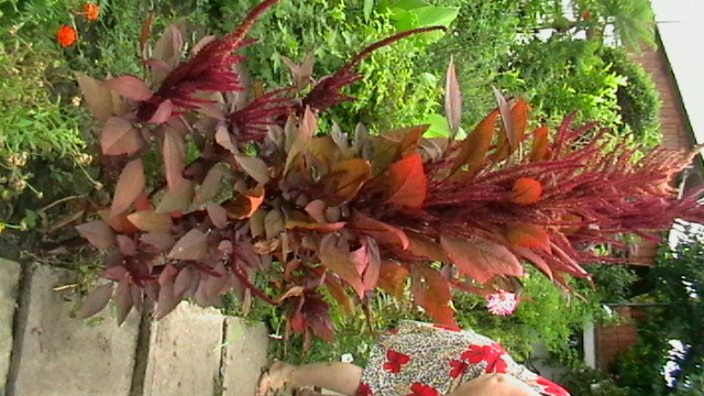 IMGA0418