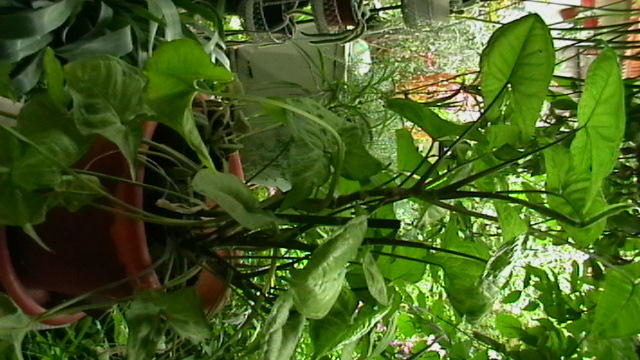 IMGA0426