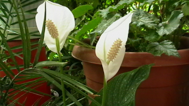 IMGA0427