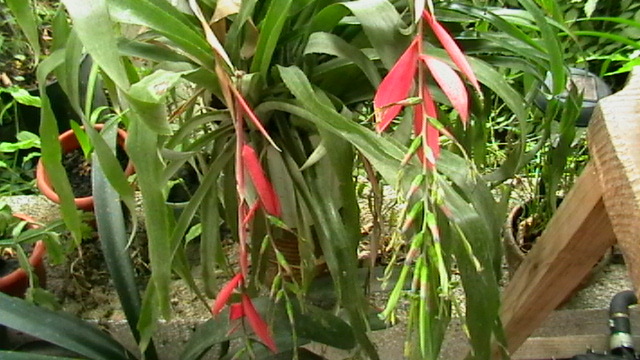 a murit; bilbergia a murit
