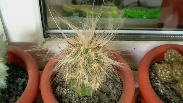 IMGA0434