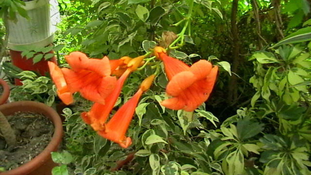 IMGA0437