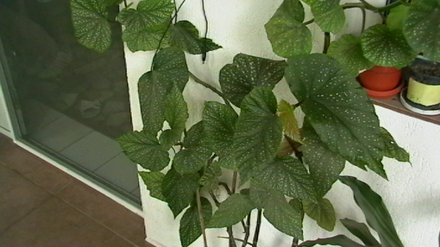 IMGA0440